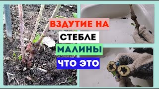 20.04.2022 Вредители 🐛 на малине: Малинная галица- Стеблевая🦟 и Побеговая🦟. Отличия