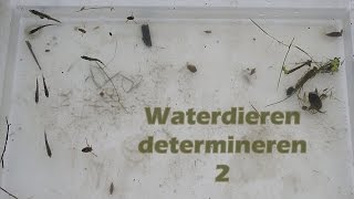 Waterdieren determineren 2 - opbrengst van een dag veldwerk