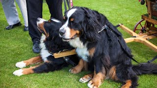 Bernese Mountain Dog and Fencing Containment Options