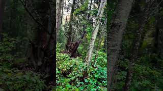 Secrets of the Jungle #green #jungle #trees #trail #vancouver #natureshorts