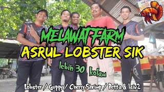 Melawat Asrul Lobster Sik Farm | Syurga Lobster Air Tawar 🦐