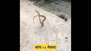 सांप vs नेवला | snake fight vs mongoose