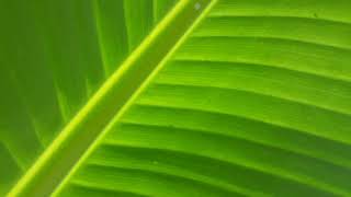 Banana Leaves Are Trippy | Psychedelic Trip | Trippin'