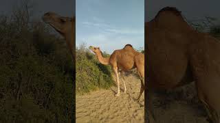 Camel Grazing peacefully