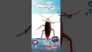 3411T GGK Q&A #tnpsc2024 #viralvideo #trending #youtubeshorts #gktamil #facts #triviatime #king