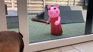 Peppa Pig Surprises Dogs