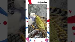 Cute budgie male talking with female budgie ♥️💞😘😍🤩 #youtubeshorts #shorts