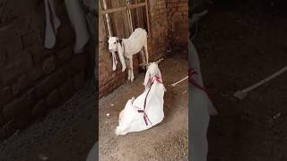 goat #goat #youtubeshorts #camel #animals #ytshorts #youtube #shorts