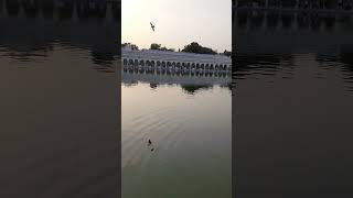 #bangla #delhi #guru #india  #gurudwara #god #fish #water #prayer #sunset #peace #youtubeshorts #cp