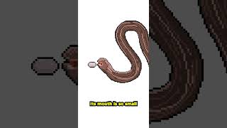 The size of a worm! World's smallest snake. #pixelart #shorts #animation