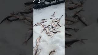 Рыбалка плотва елец мохтик#shorts сорога язь #catchingfish