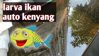 cara pemberian pakan larva ikan