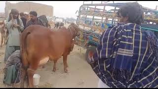 Sahiwal cow gave first day 20 kg milk