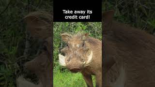 Elephant Credit Card