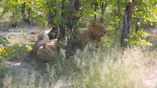 Lions next to the road in Botswana, Africa