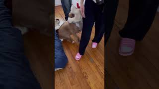 Dog Meets Her Sister’s Best Friend 🤷‍♂️#doglover #dog #cutedog #funnyvideo #happy #pitbull #shorts