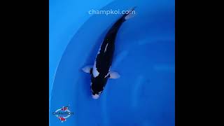 2024FALL-135 3yr 20" Exceptional Matsukawabake by NIIGATA Koi Farm