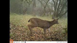 Osborn Camera Trap Virtual Tour (2015-2016)