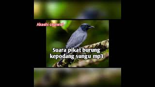 Suara pikat burung kepodang sungu mp3