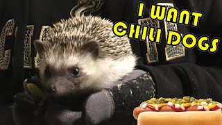 We hit traffic but our hedgehog (Hedgey) will not be denied his chili dog