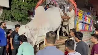 Amir Dilpasand Cattle Farm's Big Heavy Bull Unloading Karachi I Bakra Eid 2022