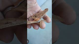 Beautiful Polyephemus Moth Rescued From Hot Parking Lot