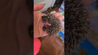 очередной малышарик знакомится с новым запахом #hedgehog #cute#animalfunny #ежик #cuteanimals #ежата