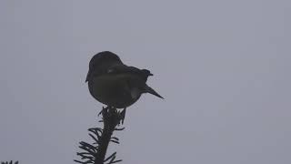 White-winged Grosbeak Sela Pass, Arunachal Pradesh, March 2024