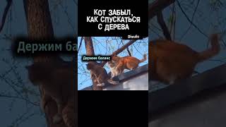 Кот забыл, как спускаться с дерева