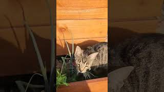 The Supervisor in the garden #cats #cute #youtubeshorts