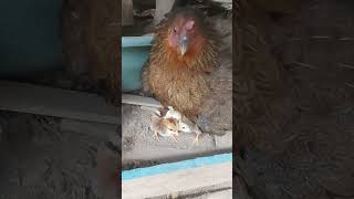 1day old native chick's #trending #trend#viralvideo