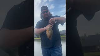 Nothing like using bread as bait! #fishing #bread #panfish #pond #bream #shorts