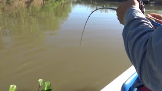 Pesca de surubi y dorado en el Rio Parana - Pesca con carnada