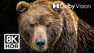 LEGENDARY ANIMALS - (DOLBY VISION™) - 8K ULTRA HD HDR