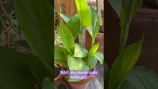 Bibit pada tumbuh #deasyfamilyvlog #vlogkeluarga #vlogberkebun #tanaman #tanamanindoor #kebunsendiri