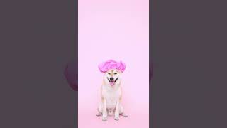 Funniest Dog Bath Time Ever: Watch This Dog Rocking a Shower Cap!