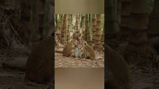 Macaque monkey family in bamboo forest #wildlife #wildanimals #animals