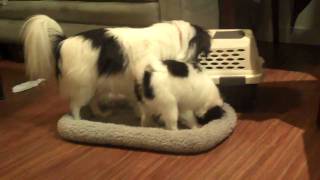 Pico and Nano playfighting for the soccer ball