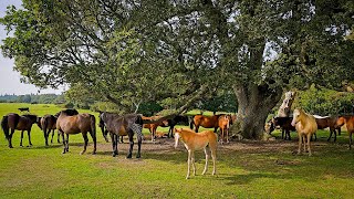 Wild Horses & Adorable Foals Under the Giant Oak Tree | New Forest Relaxation | Soothing Bird Sounds