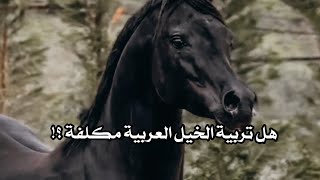 هل رعاية الخيل العربية مكلفة | حمد اللاحم