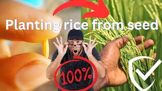 How to growing rice plant from seed🌾| rice plant kyase ugaye