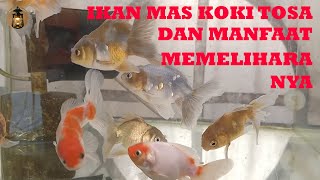 Ikan Mas Koki Tosa atau Tosakin dan Manfaat Penyembuhan Penyakit