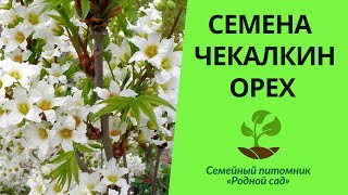 Семена чекалкин орех для выращивания саженцев в Украине. Ксантоцерас рябинолистный описание