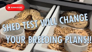 SHED TESTING HAS REVOLUTIONIZED BALL PYTHON BREEDING!!! || AN HONEST OPINION!!