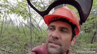 How to take care of Locust Trees in forest.