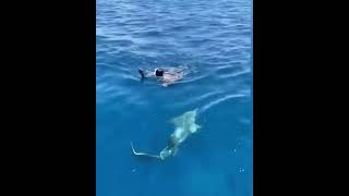 Guy swims to rescue a bird while sharks are in the water under him