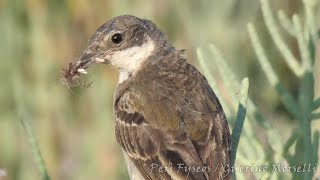 Cutrettola che porta materiale al nido - Wagtail leading material to the nest (Motacilla flava)