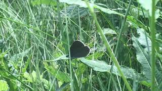 レベリゴマシジミMaculinea rebeli (Mountain Alcon Blue) 2024/06/30 Ceillac France