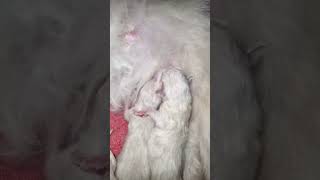 Funniest Little Newborn Ragdoll Kitty Cat #ragdoll #cat #kitty #kittens #fight #baby #short #funny