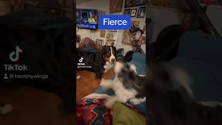 Tiny dog tries SO hard to be fierce #funnydog #bernesemountaindog #puppydog